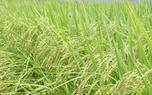 桂林优质稻
