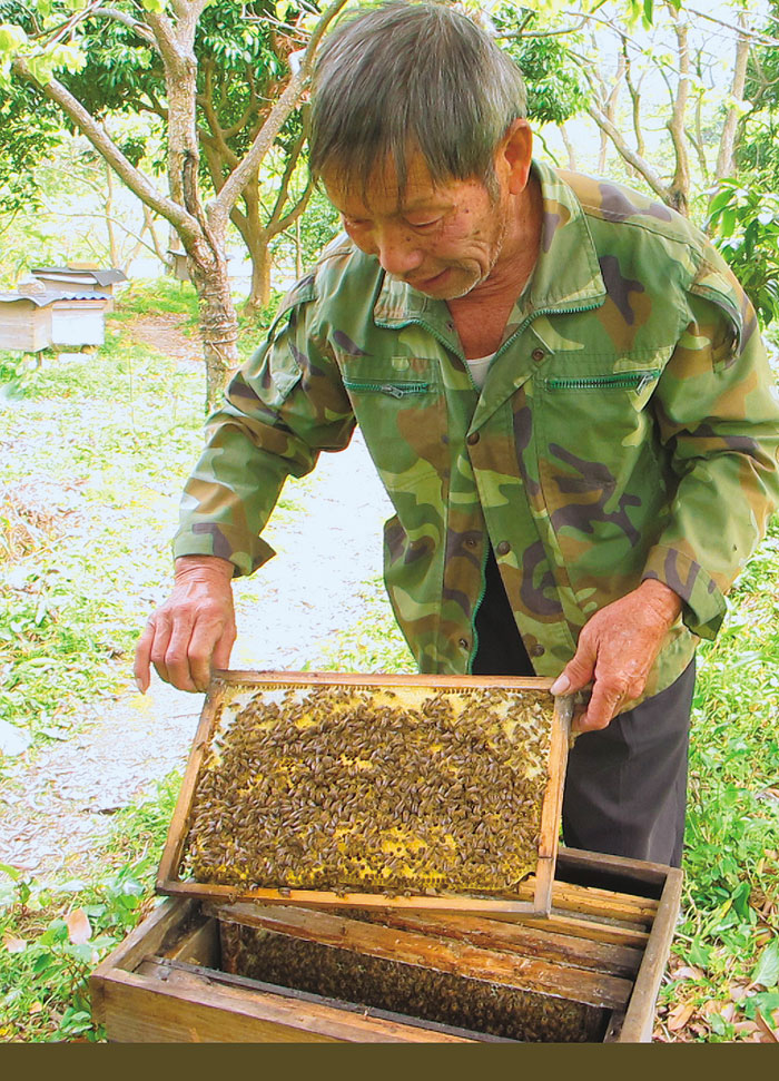 陈伯检查蜂箱  